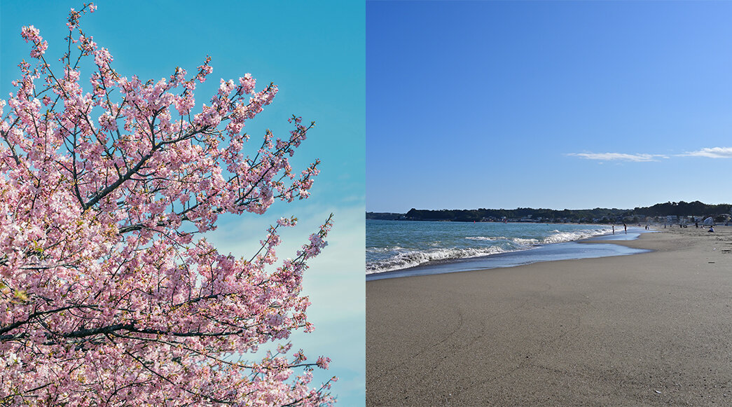 河津桜_三浦海岸.jpg