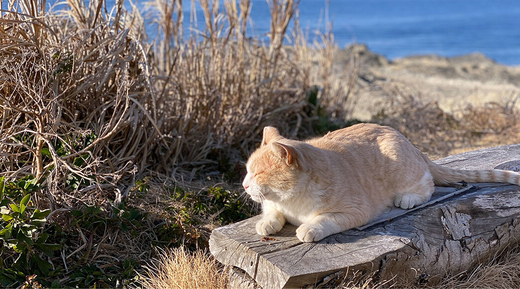 城ヶ島で日向ぼっこをする地域猫