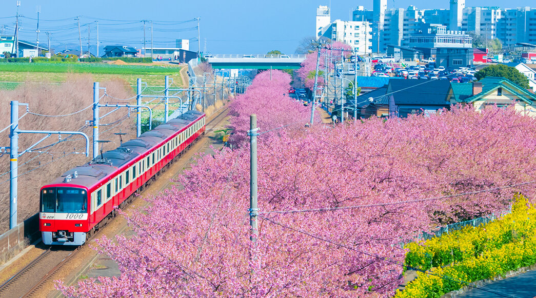 京浜急行と河津桜と菜の花