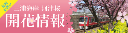 京急線沿いに咲く約1000本の見事な河津桜を見に来て下さい♪
