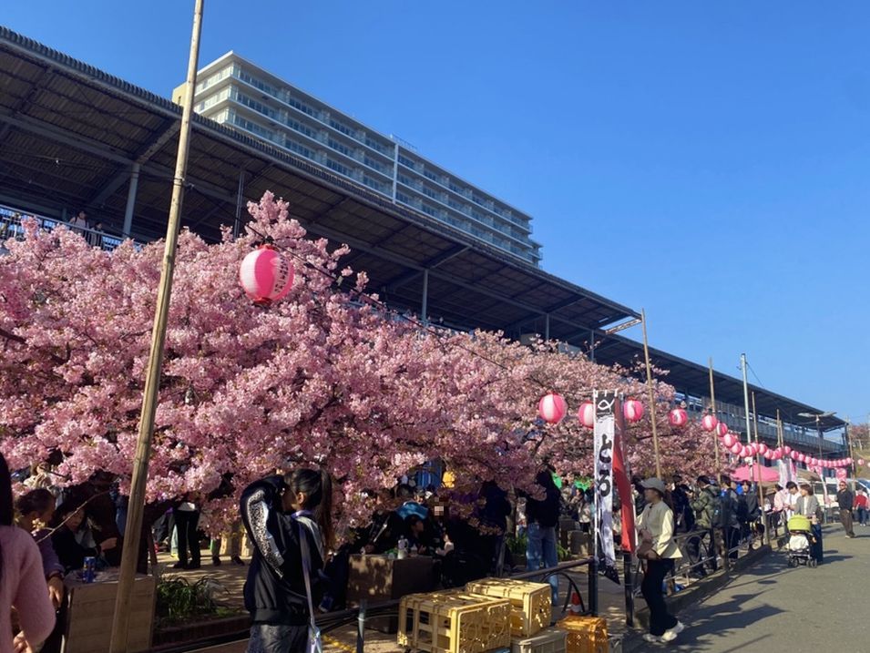 三浦海岸 河津桜開花情報 早咲きの河津桜を見に行こう｜公式HPからのご